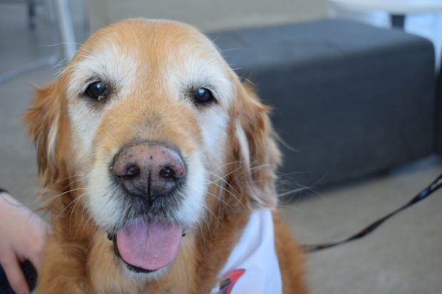 Tulip, 14, a therapy dog at Paws 4 Stress