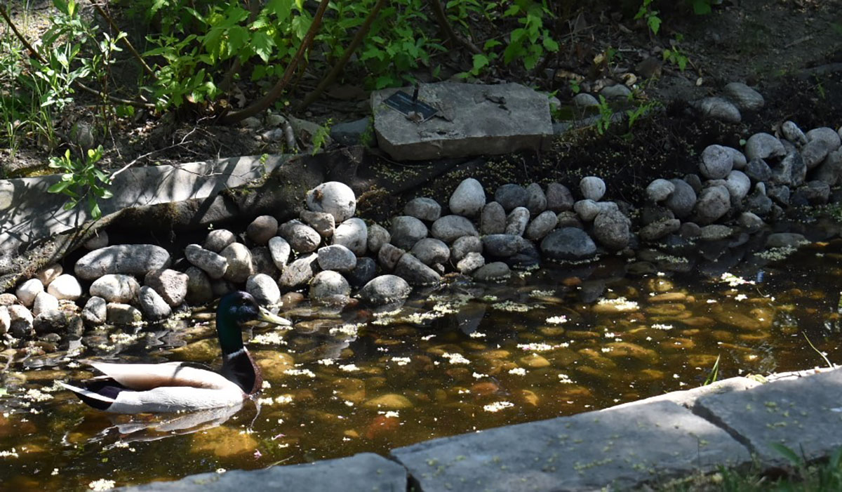 A duck gently floats through Algonquin on May.31,2021