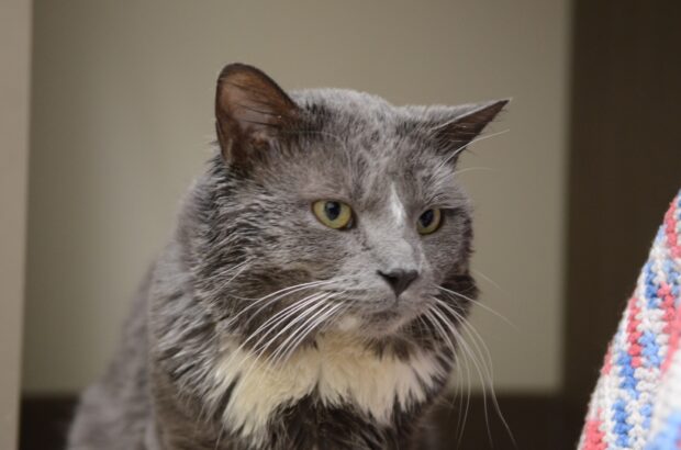 Gandalf the cat, an animal that lives in the facility