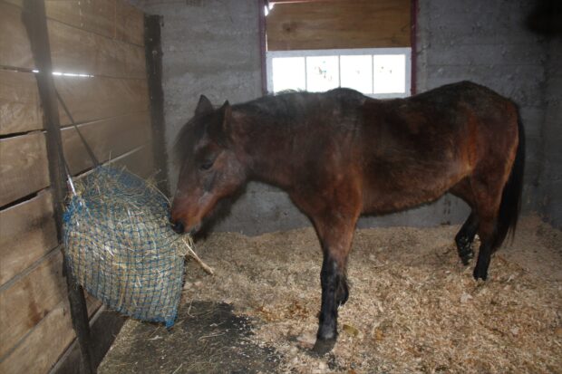 Maggie is one of the oldest Newfoundland Pony at Willow Creek Stables near Perth, Ontario.  She is shown enjoying a midmorning snack of hay.