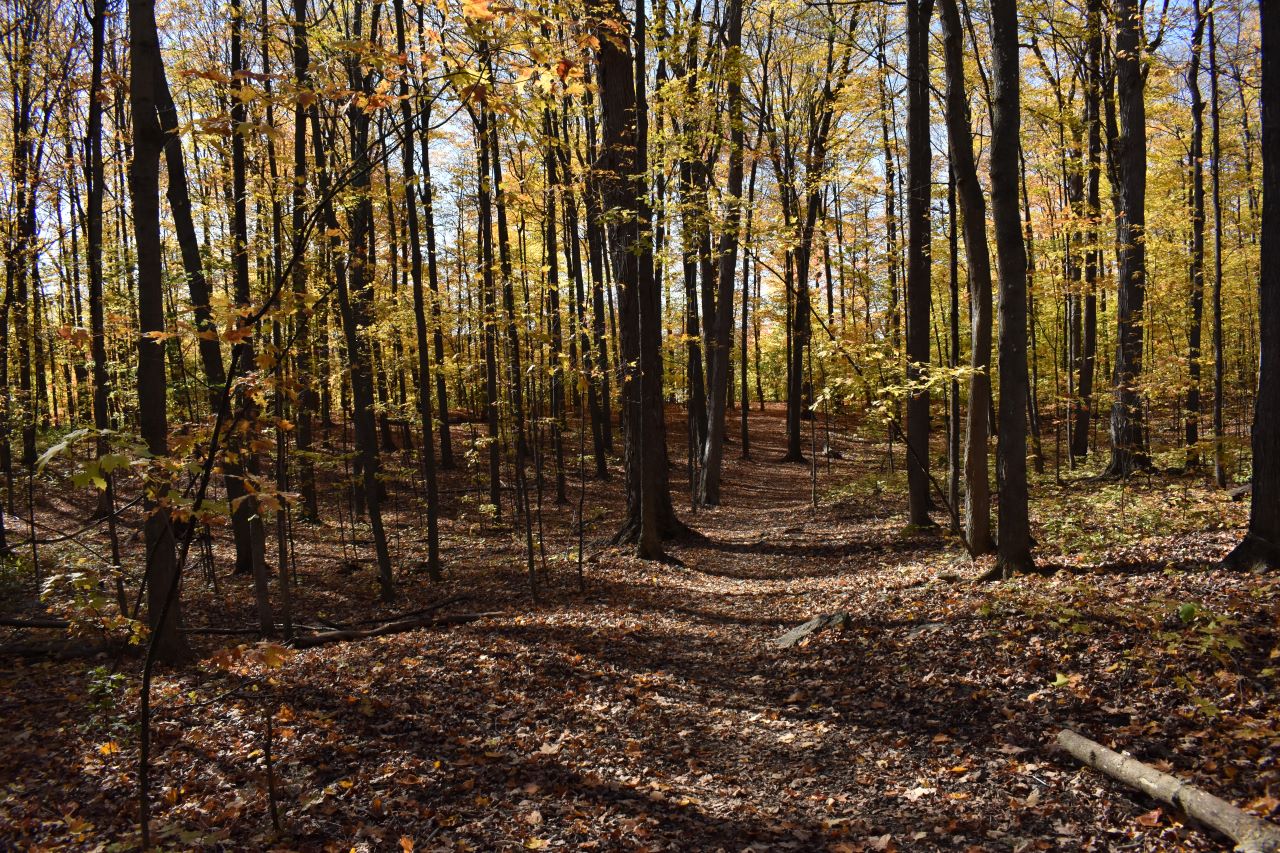 Taking a walk in the woods can improve our mental health, says Christine Rothmaier, a graduate of the addictions and mental health program.
