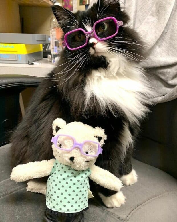 Truffles, the cat that helps kids feel comfortable during appointments.