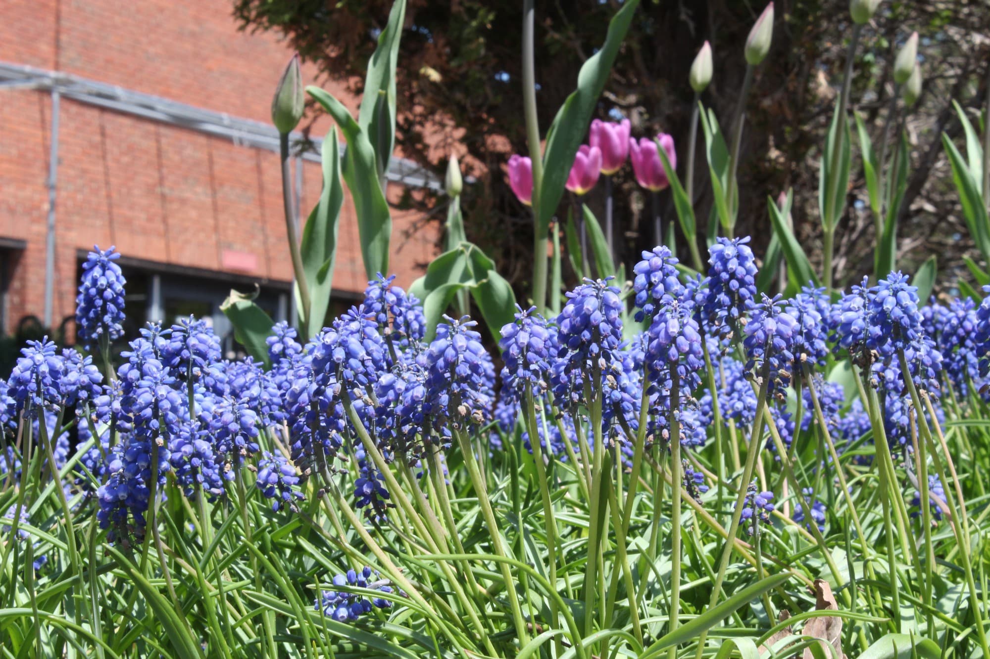Flowers in Algonquin's N-building courtyard garden this summer