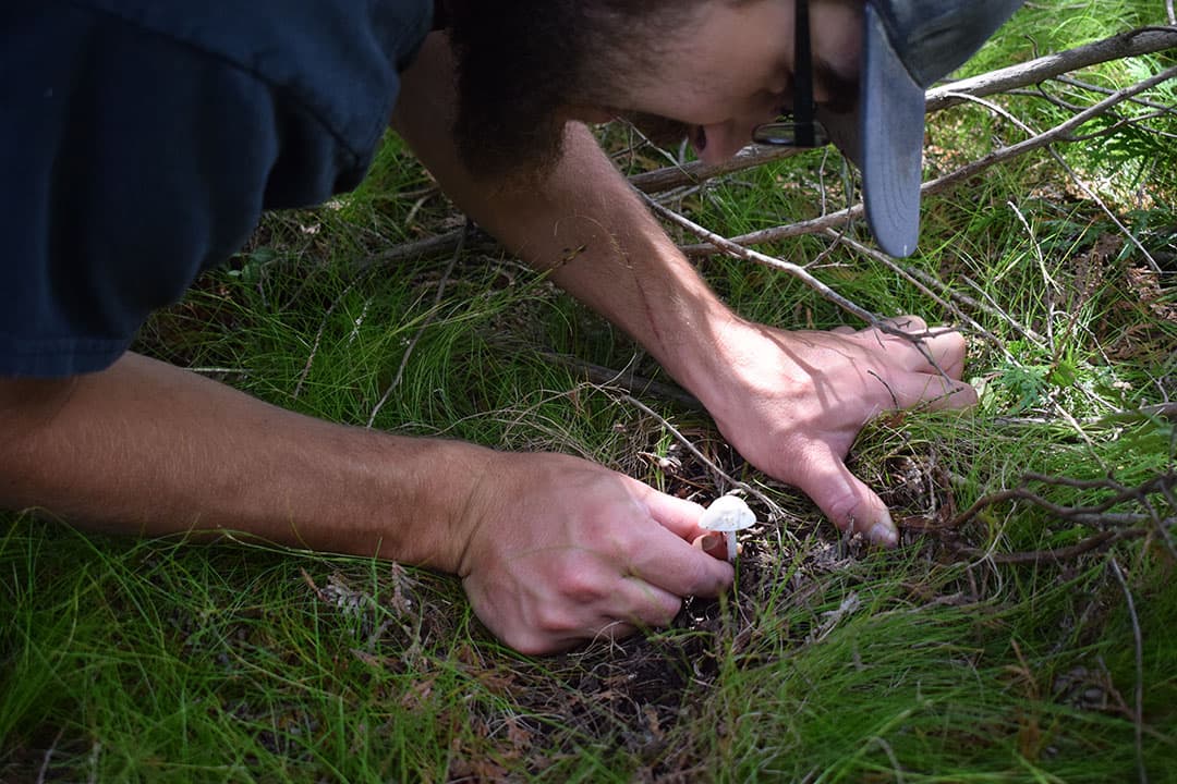 Ottawa-based forager, Gabe Roulston, 19, picks a young meadow mushroom.