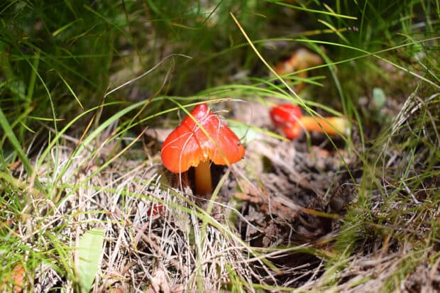 A crop of witches hats sprouting out from the Merrickville Forest