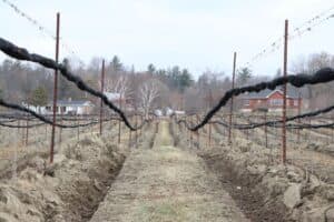 One of the vineyards at KIN Vineyards, all vines pruned, buried and ready for a long winter in the Ottawa Valley.