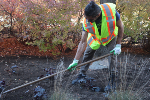 Abi Hamam de-weeding a garden bed right outside of the N-building.