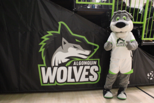 Algonquin College's mascot stands by the varsity sport bleachers, marked with the Algonquin Wolves iconic double wolf logo