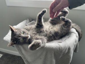 Smokey lies belly-up on a light grey blanket on her new Costco-bought dark grey cat tree. Photo credit: Isabella Disley