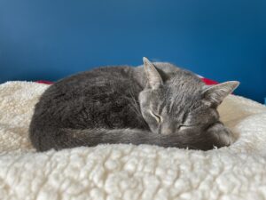 Smokey is curled up in a ball, taking a nap on a cream-coloured sherpa blanket on my bed in my room. Photo credit: Isabella Disley