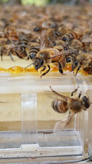 A close up of Lauren Clemenger's honeybees.