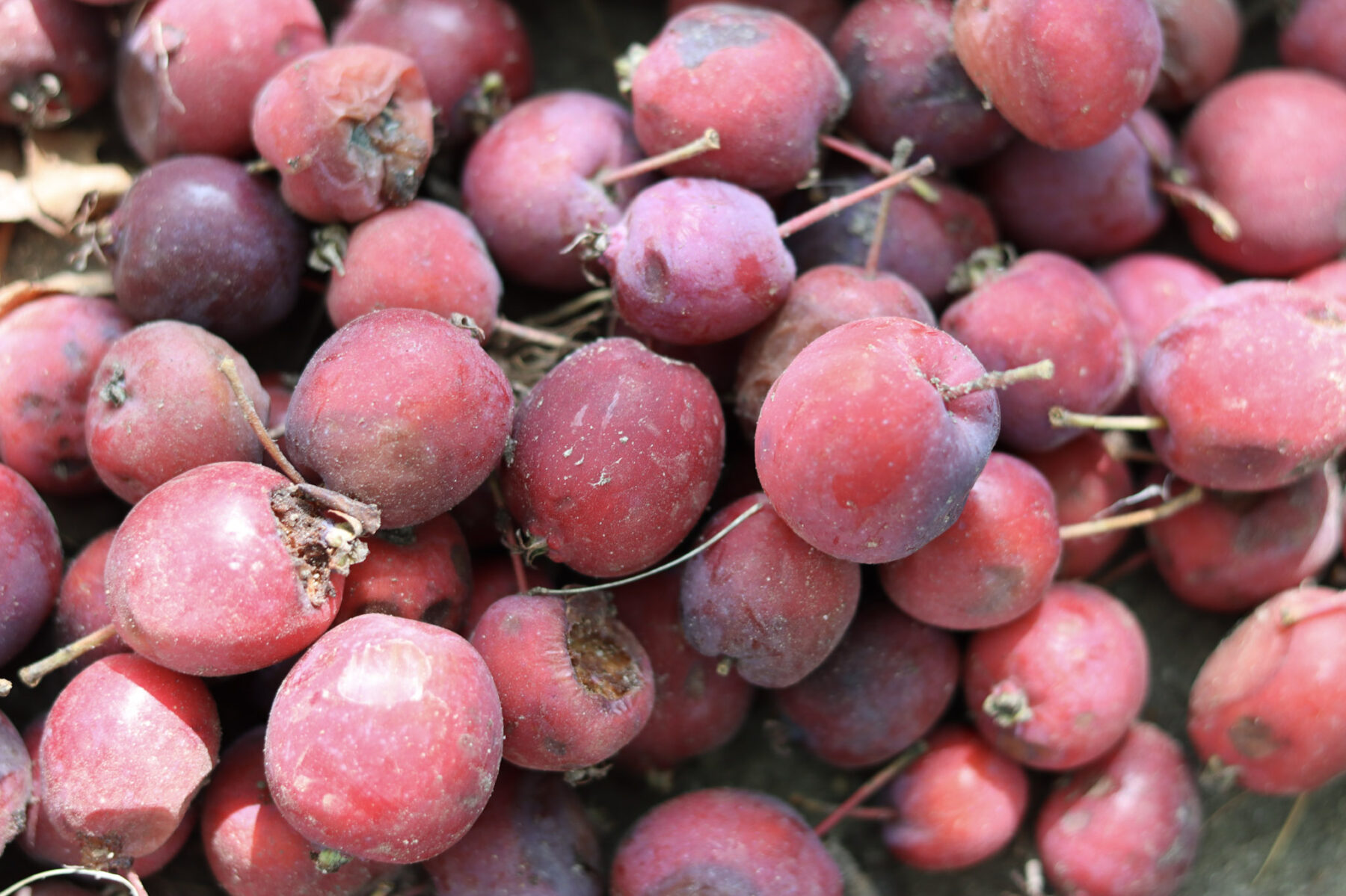 A pile of crabapples under a crabapple tree in the residence courtyard.