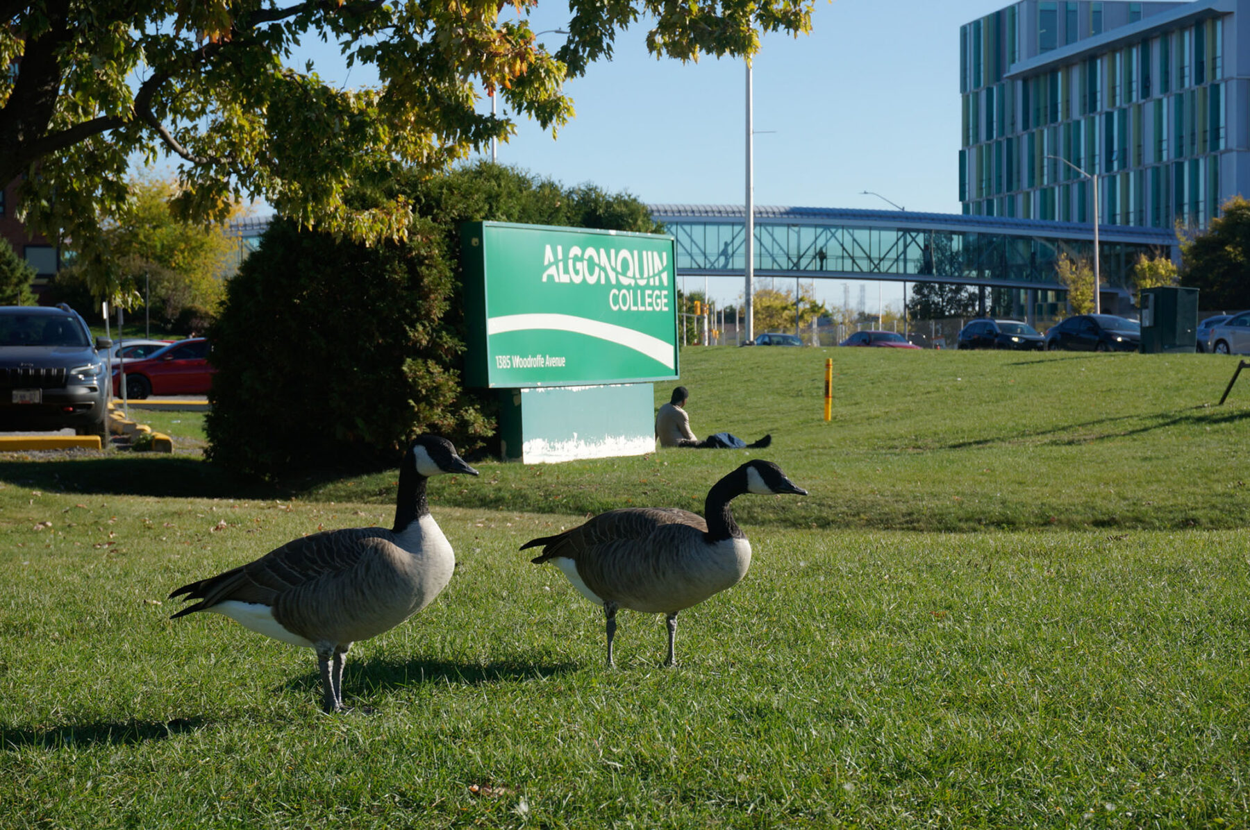 Geese standing in front of Algonquin College sign Oct. 1.