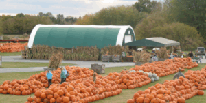 Abby Hill Farm with pumpkins lined up for people to pick and buy.