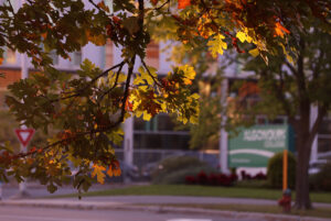 An oak tree displays vibrant colours during golden hour on campus.