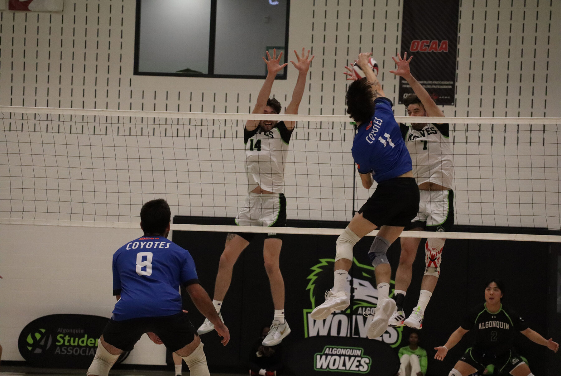 Algonquin Wolves Nick Gauthier Barber and Ethan Fisher going for a block against La Cite Coyotes Maksim Nadeau in the Jack Doyle Athletics Centre.