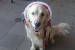 Ollie, Santas secret workers standing ans looking at a camera for a picture