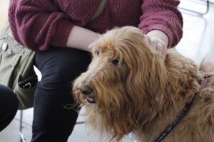 Student petting Theo, the therapy dog.