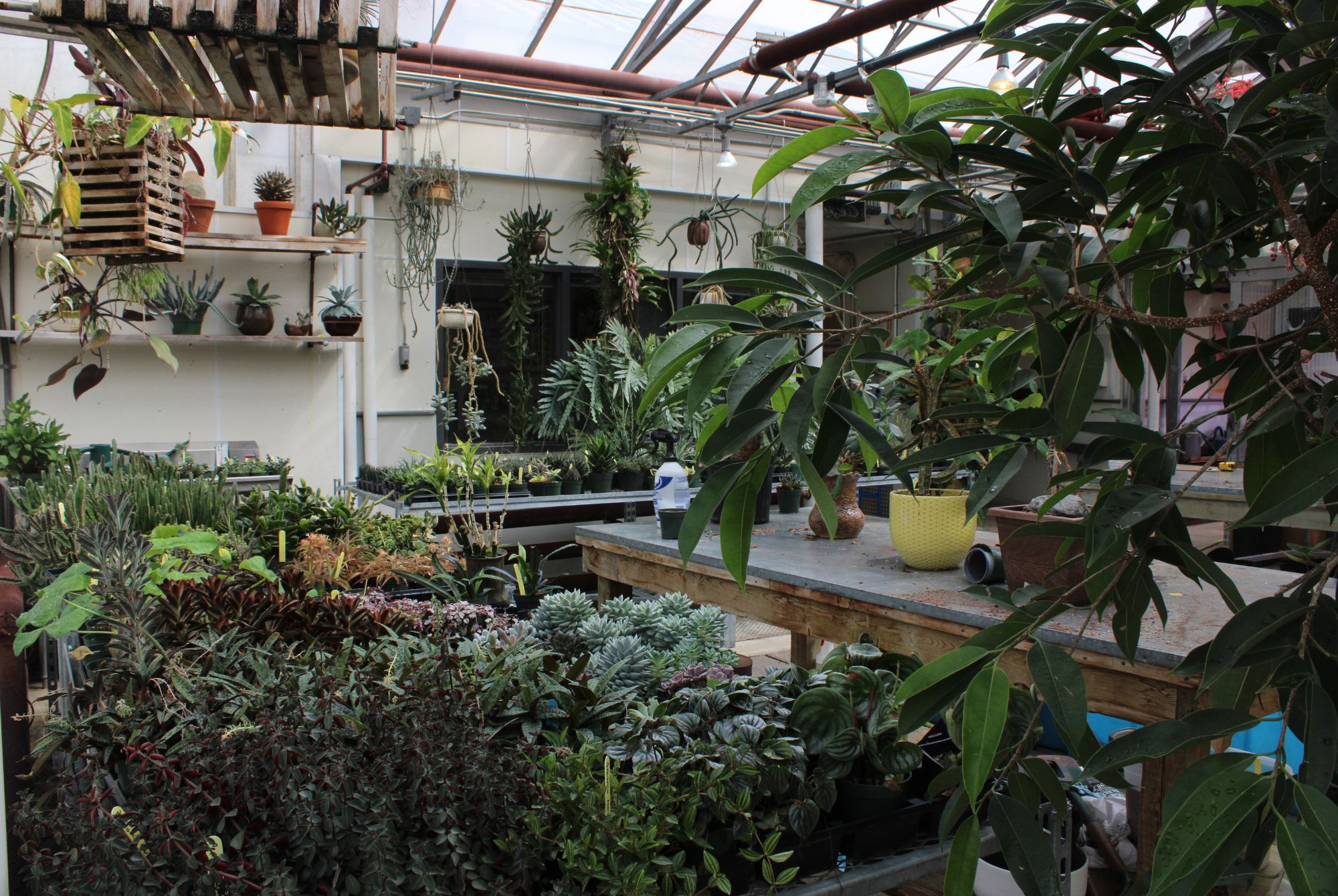 An inside look at the M-building's greenhouse.