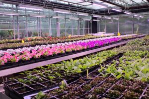 Rows of plants and flowers inside the greenhouse.