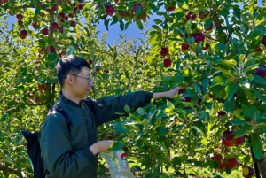 Eric Cheung, an Algonquin College international student, reaches for an apple at Mountain Orchards near Kemptville, Ont.